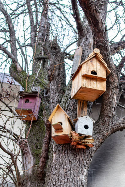 istock Four bird houses in a tree 1458519058