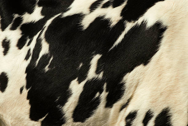 Peau de vache - Photo