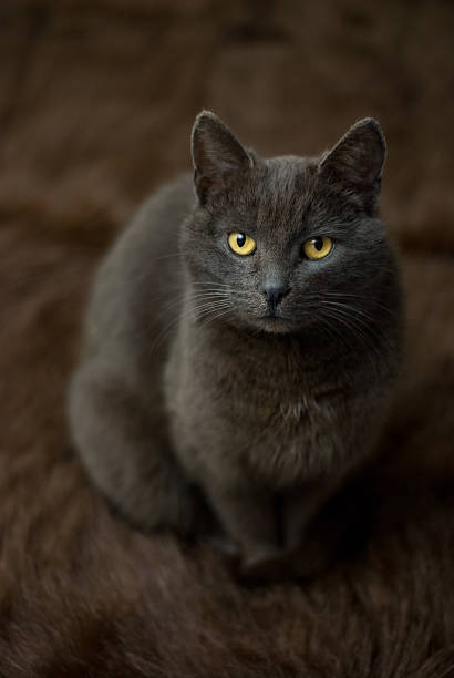 istock grey cat sitting on a fur rug looking at viewer 145852126