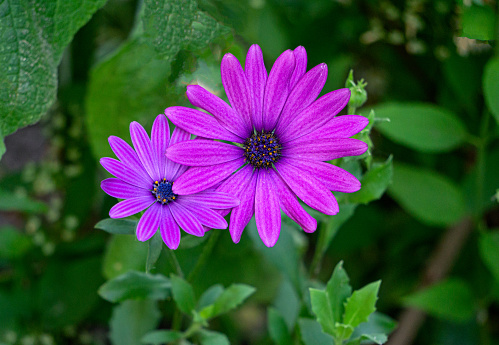 Beautiful purple flowers similar to gerberas in a flower garden close-up