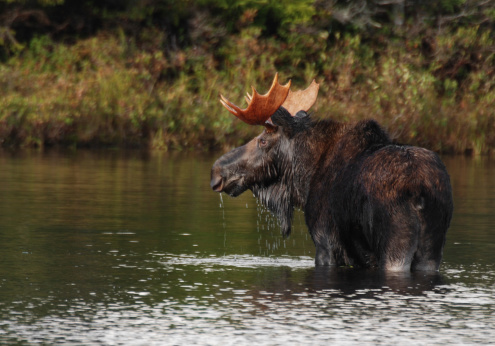 Bull moose in northern Maine standing in a pond.