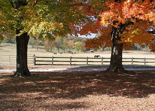 istock horses in the medow 145852267