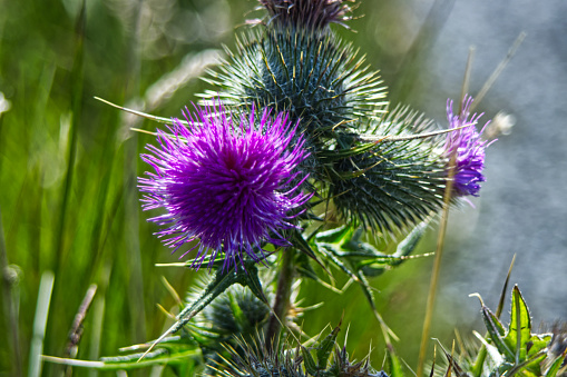 Scottish Thistle in bloom close up.