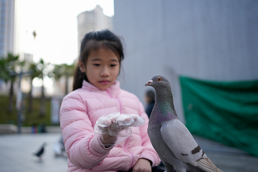 A little girl is feeding pigeons in the square