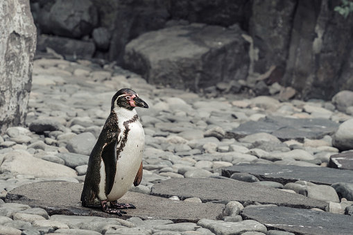 Wild penguin walking on rocky cliff in natural habitat against mountain background. Wildlife and reservation area concept.