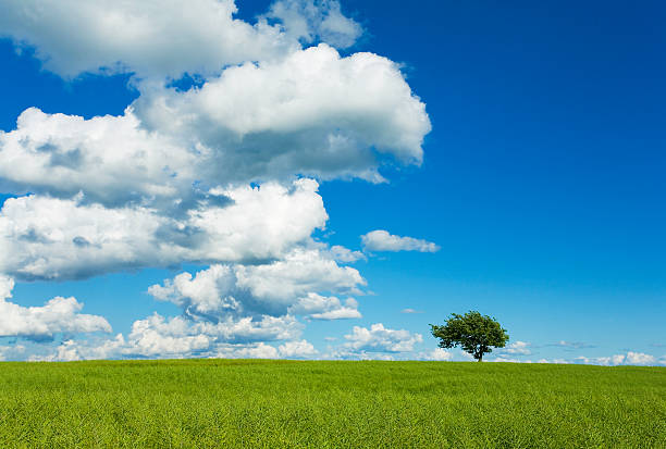 Tree, Sky & Field stock photo