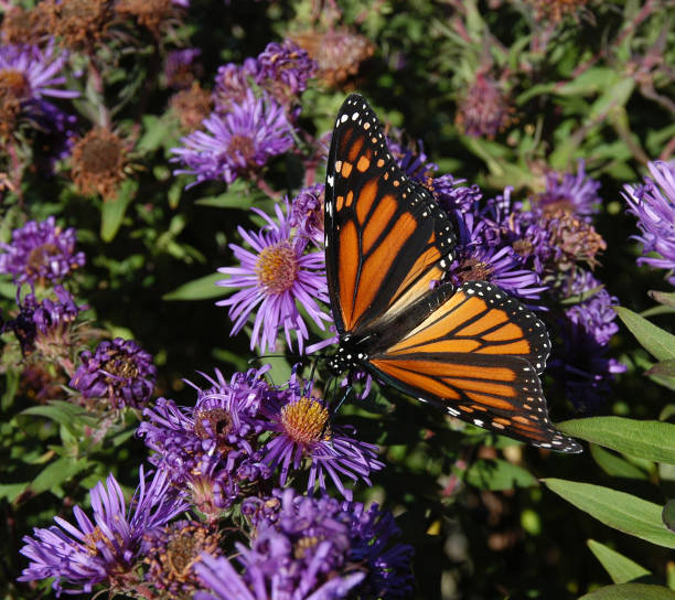 monarch au milieu des notes de pourpre profond - pemaquid point lighthouse photos et images de collection