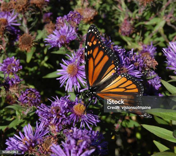 Monarca Amidst O Púrpuras - Fotografias de stock e mais imagens de Ao Ar Livre - Ao Ar Livre, Asa de animal, Aster Novae Angliae