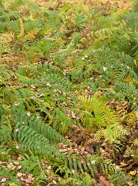 Bracken stock photo