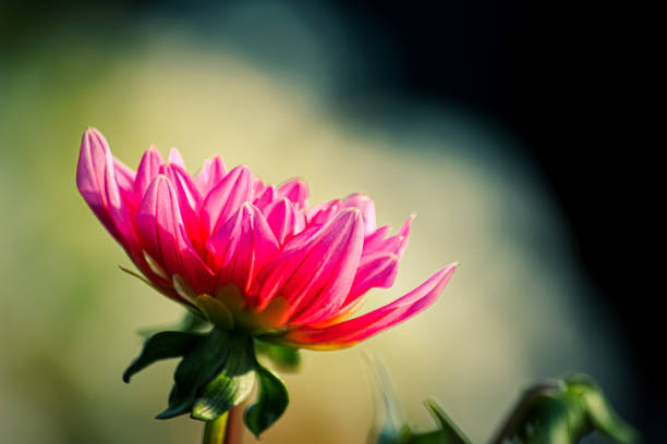 istock a close up of a flower during summer 1458525256