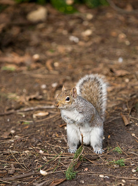 squirrel in forest stock photo