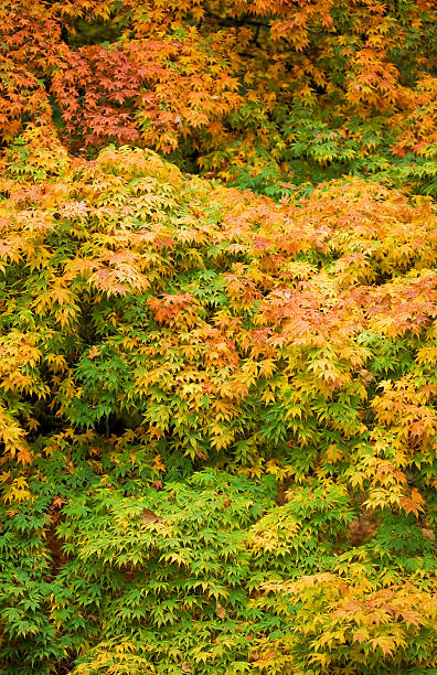 Autumn Maple Leaves stock photo