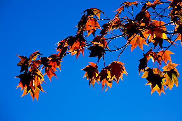 Autumn Maple Leaves stock photo