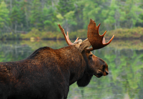 Close up of bull moose looking across the pond in Maine