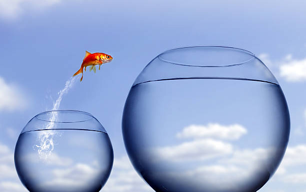 istock goldfish jumping out of the water 145852914