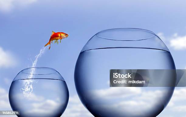 Goldfish Jumping Out Of The Water Stock Photo - Download Image Now - Jumping, Goldfish, Fish