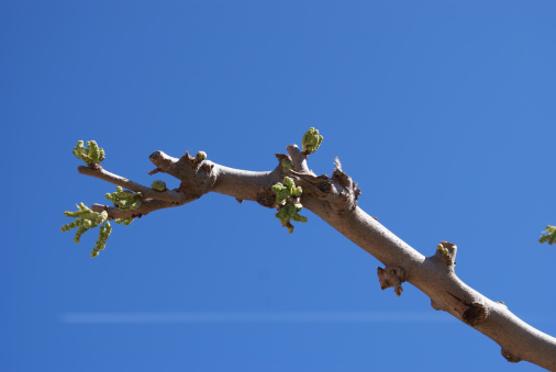Buds on a plane tree branch indicating the arrival Of spring