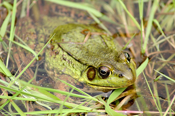 istock Close-up of a Frog 145852980