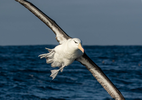 Black-Browed Albatross in flight