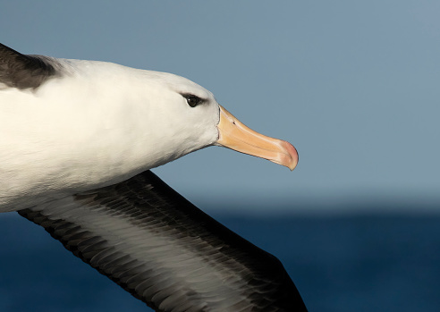 Black-Browed Albatross in flight