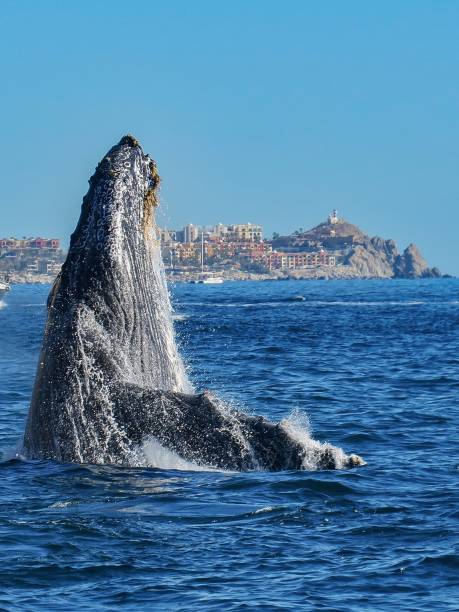 istock The Giant Ocean Dweller 1458531361