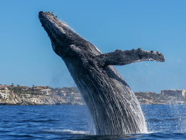 巨大なザトウクジラ - 4593 ストックフォトと画像