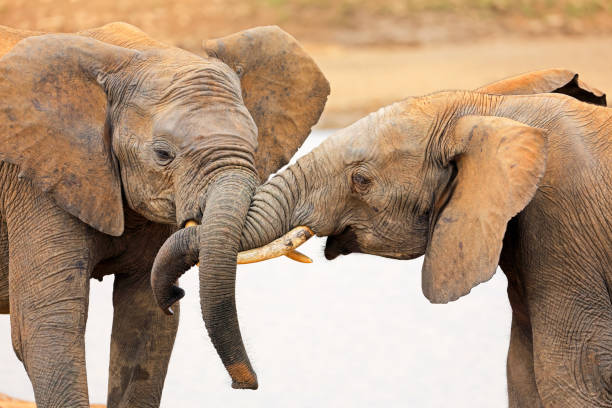istock Interaction between two African elephants, Addo Elephant National Park, South Africa 1458531684