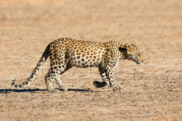 istock A young leopard (Panthera pardus) walking, Kalahari desert, South Africa 1458531817