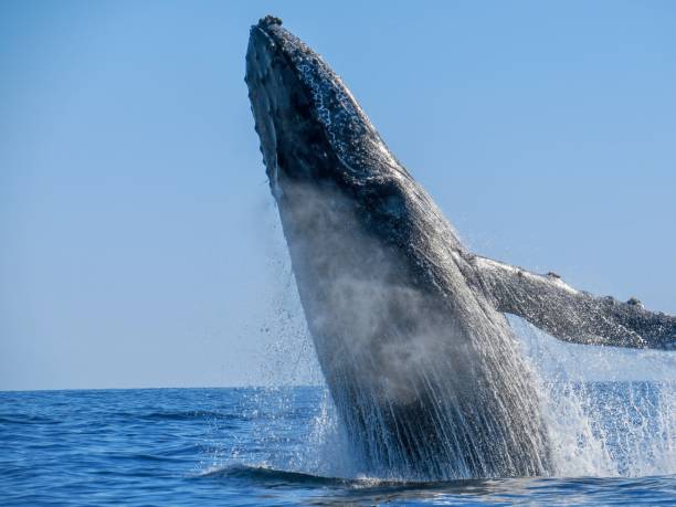 istock The Giant Ocean Dweller 1458531893