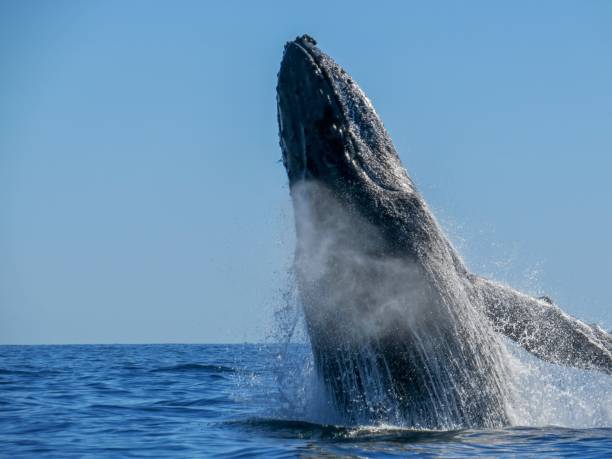 istock The Giant Ocean Dweller 1458532157