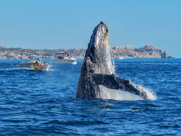 The Rise of the Giant A Humpback Whale in the Pacific Ocean, Baja California, Mexico. whale watching stock pictures, royalty-free photos & images