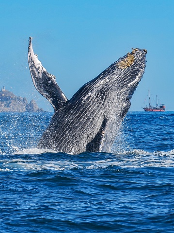 A Humpback Whale in the Pacific Ocean, Baja California, Mexico.