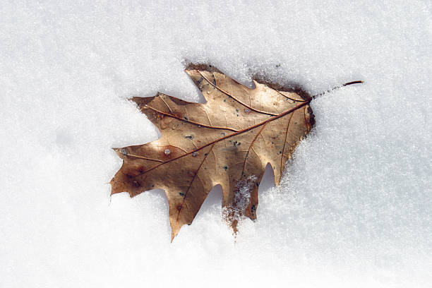 Oak leaf on snow stock photo