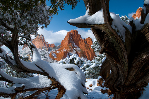 Atop white-rock ridge at the Garden of the Gods Park near Colorado Springs in early morning after a fresh snowfall I captured the south gateway rocks between two twisted juniper trees.