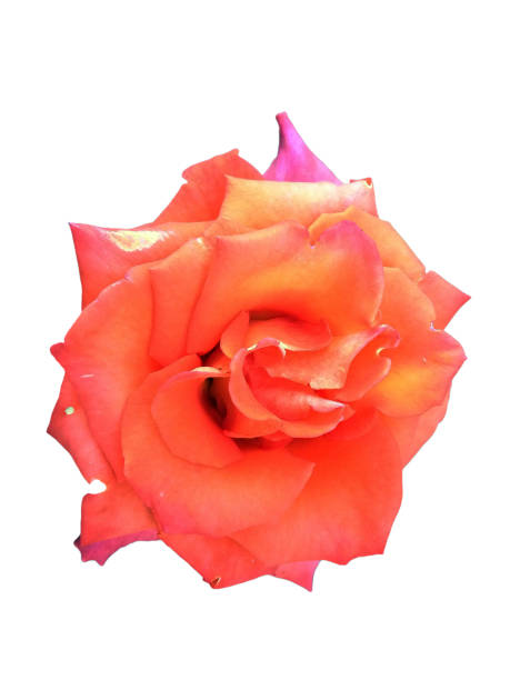 istock Light rose color rose blossoming flower head top view isolated 1458534134