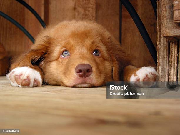 Nova Scotia Duck Tolling Retriever Puppy Stock Photo - Download Image Now - Animal, Blue Eyes, Contemplation