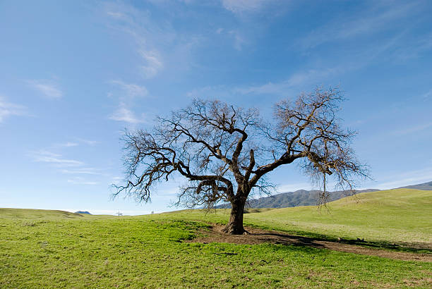 Pojedyncze Oak – zdjęcie