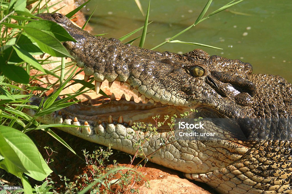 Crocodilo perigosas - Royalty-free Agressão Foto de stock