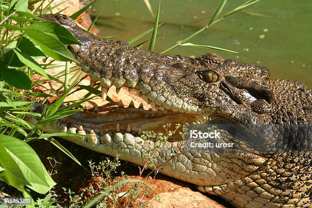 Crocodilo Perigosas - Fotografias de stock e mais imagens de Agressão - Agressão, Animal, Animal selvagem