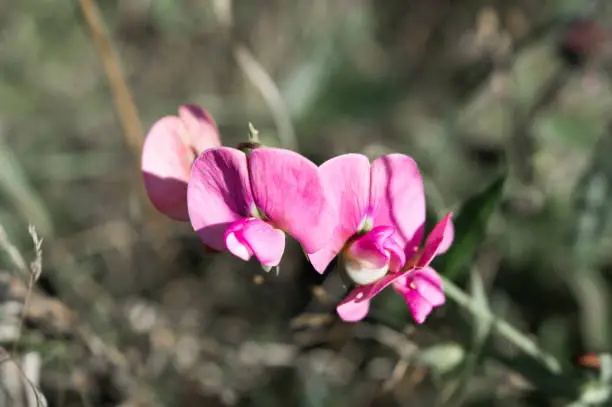 Edible wild plant, flat pea, Lathyrus sylvestris in Europe, Croatia, beautiful pink flowers