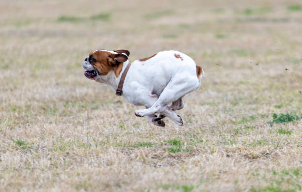 istock French bulldog tucked into curl while running 1458539867