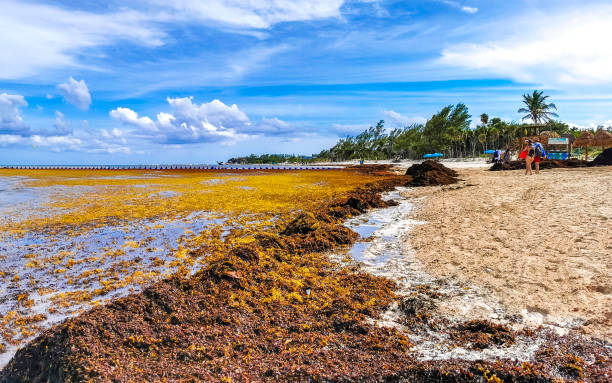 Beautiful Caribbean beach totally filthy dirty nasty seaweed problem Mexico. The beautiful Caribbean beach totally filthy and dirty the nasty seaweed sargazo problem in Playa del Carmen Quintana Roo Mexico. sargassum stock pictures, royalty-free photos & images
