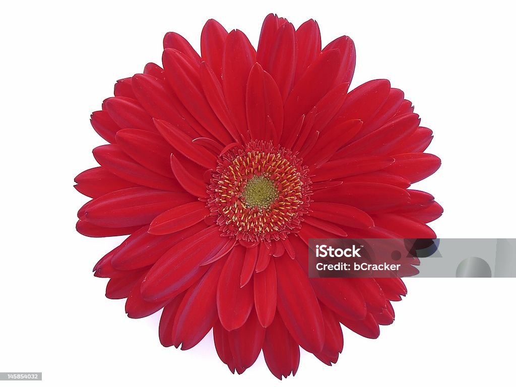 Gerber flower Red gerbera isolated on white Bright Stock Photo