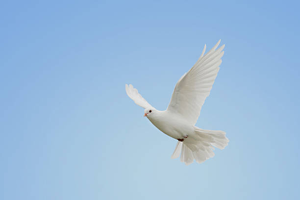 istock White dove in flight in the blue sky 145854076