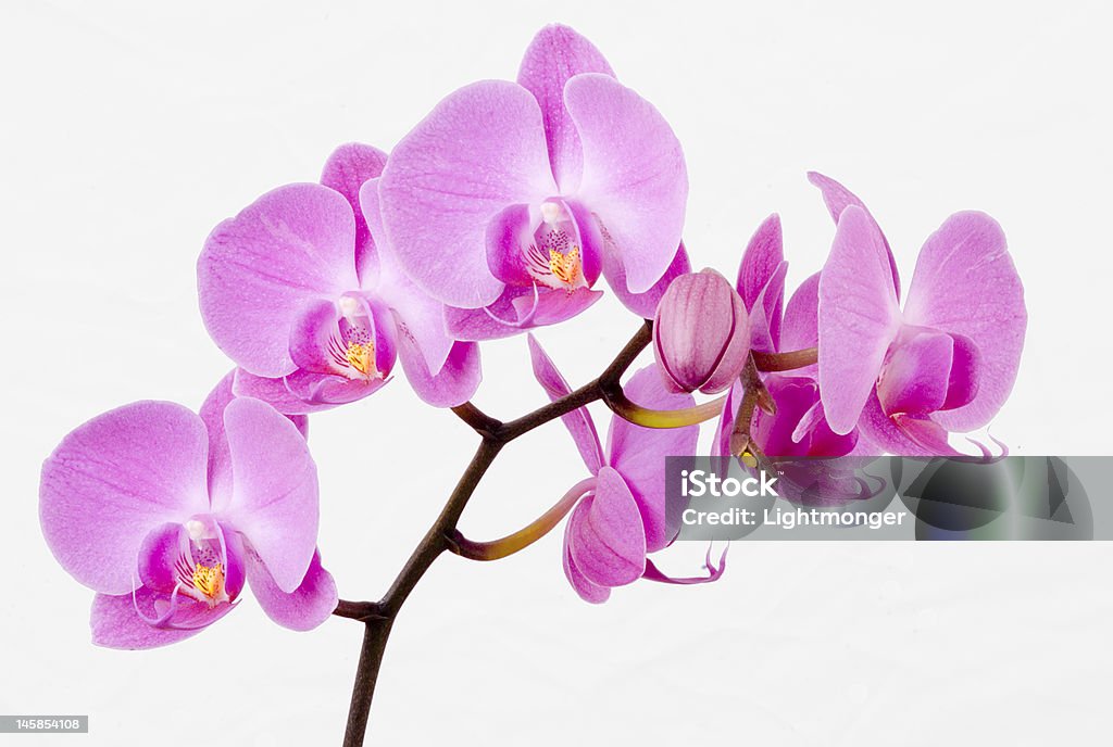 Orchid Beautiful pink / Mauve orchid on a washed out pink B/ground.studio shot. Gold Colored Stock Photo