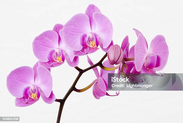 Orchid Stock Photo - Download Image Now - Gold Colored, Beauty, Beauty In Nature