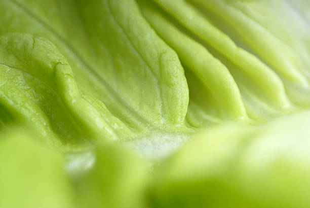 Lettuce background stock photo