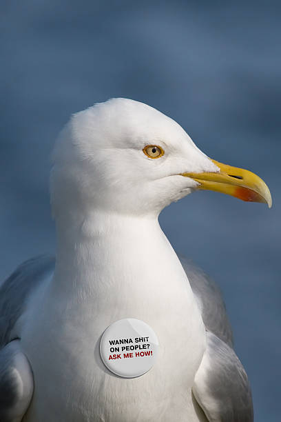 Seagull with Silly Button stock photo