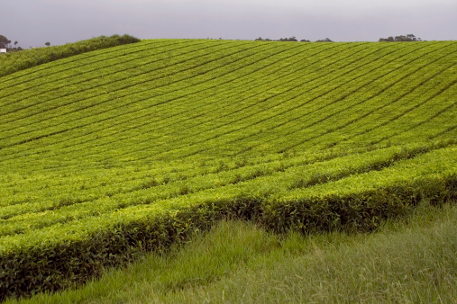 A tea plantation on a rolling landscape.
