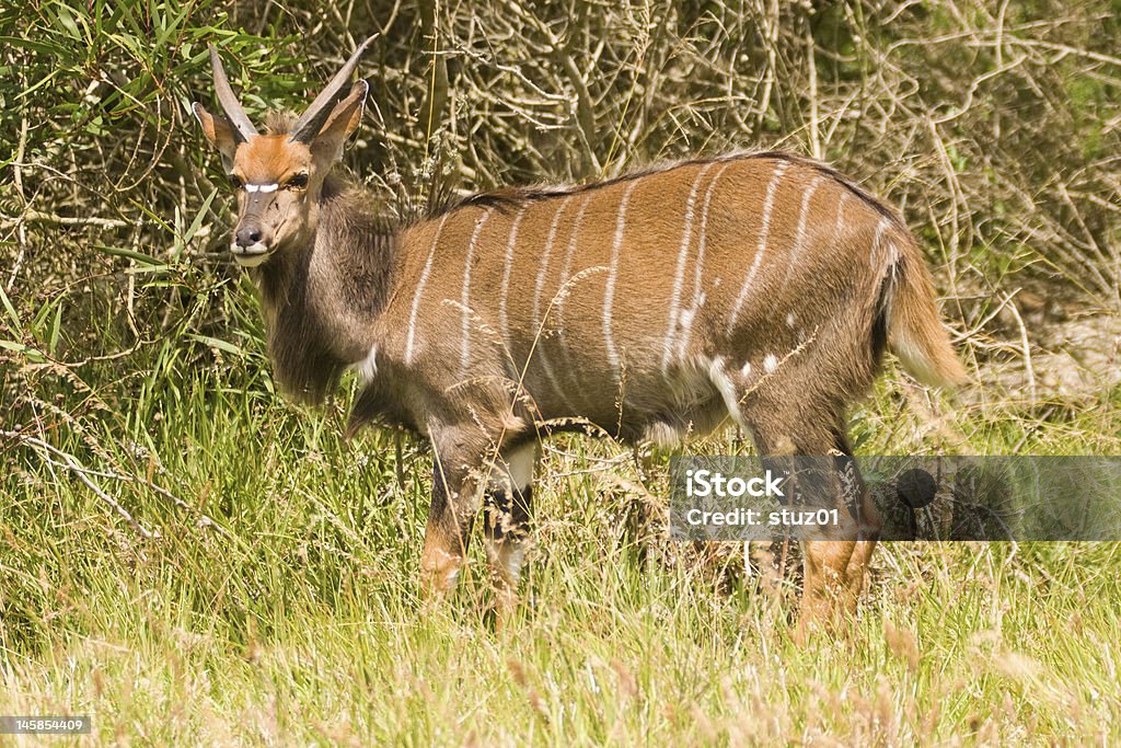 Male Nyala in the bush A young Nyala male Alertness Stock Photo